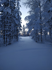 Twilight photography from the winter forest