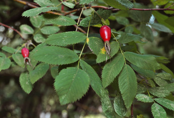 Rose hips in the garden on a green bush