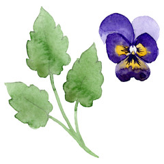 Ornament with pansies botanical flowers. Watercolor background illustration set. Isolated viola illustration element.