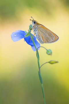 Beautiful butterfly on the summer morning meadow. The side view of a brown butterfly. Insect with pattern wings.