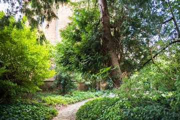 English nature, flowers and plants. English garden.