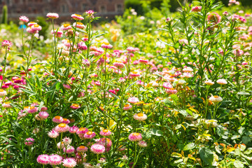 English nature, flowers and plants. English garden.