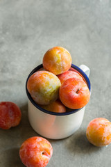 Pile of colorful freshly picked plums Mirabelles red yellow green in white enamel mug on gray stone background. Autumn fall harvest abundance local bio produce concept. Poster with copy space