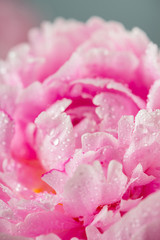 peony with drops