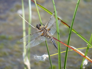 Four-spotted Chaser, Flanders Moss, Scotland