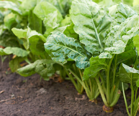 Green sugar beetroot or fodder beet leaves in the field growing on bed, overhead above view, closeup, agriculture backgrownd, grow your own concept