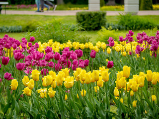 Multi Colored Tulip field