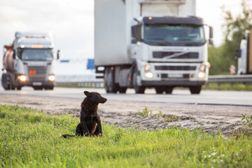 Waiting Lonely Dog on the road, highway