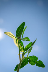 clover against the sky