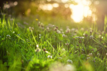 blooming clover in the sunshine