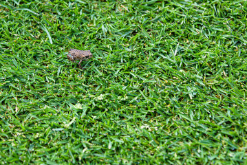Obraz premium Tiny young Western Toad migrating across the a golf course fairway from Lost Lake to the Alpine Forest, Whistler, British Columbia, Canada