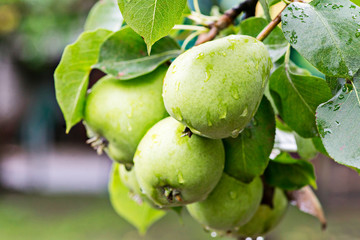 Ripe pears with water drops on a pear tree among foliage in an orchard closeup. Ripe pears with...