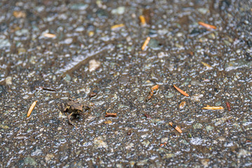 Tiny young Western Toad migrating across the Lost Lake Trail from Lost Lake to the Alpine Forest, Whistler, British Columbia, Canada