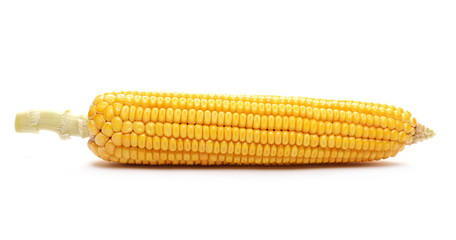 Corn ear, maize isolated on white background