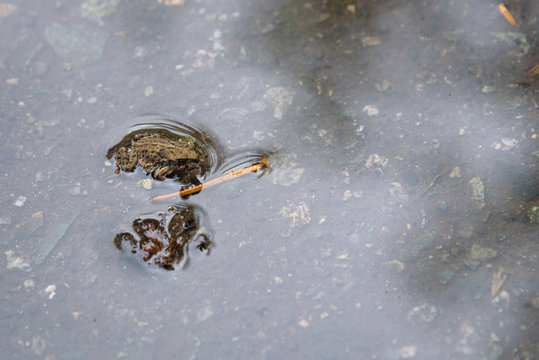 Tiny young Western Toad, in a rain puddle, migrating across the Lost Lake Trail from Lost Lake to the Alpine Forest, Whistler, British Columbia, Canada