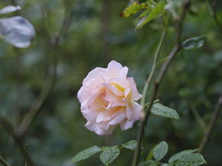 real wild roses