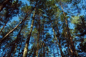 trunks of birches and pines in a mixed forest on a summer day against a blue sky