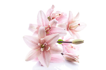 Fototapeta na wymiar Pink lilies on a white background. Close-up. Isolated object
