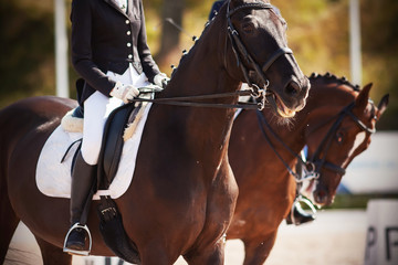 Beautiful horses, dressed in ammunition, with riders in saddles, participate in dressage competitions on a Sunny summer day. One of the horses neighed.