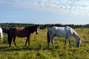 white and brown stallion herd of horses grazing on a green meadow under a cloudy sky
