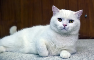 Fototapeta na wymiar beautiful white british cat