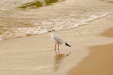 Seagull portrait against sea shore. Close up view of white bird seagull sitting by the beach.