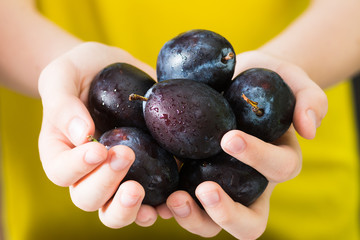 Ripe and juicy plums in the hands of a child