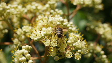 Natur