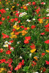 Poppy flowers in the garden