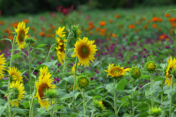 sunflower in the beautiful garden