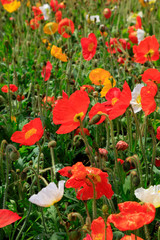 Fototapeta premium Poppy flowers in the garden