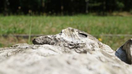 Natur
