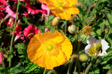 Poppy flowers in the garden