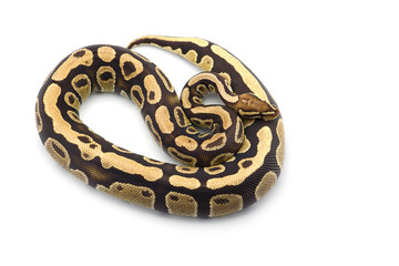 The royal python isolated on white background