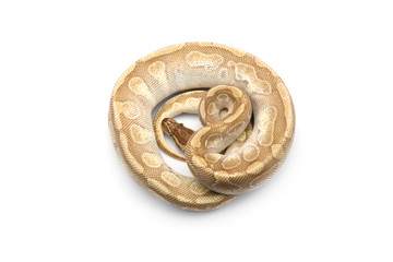 The royal python isolated on white background