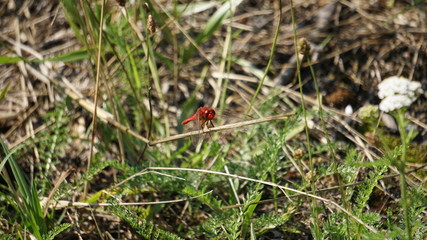 Natur