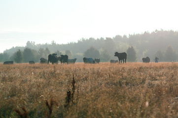 Obraz premium cows graze in the summer on the field on a sunny day and eat green grass alfalfa clover