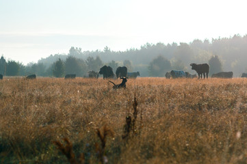 cows graze in the summer on the field on a sunny day and eat green grass alfalfa clover