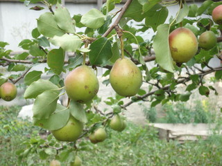 Fruit fruit and berries dereview.