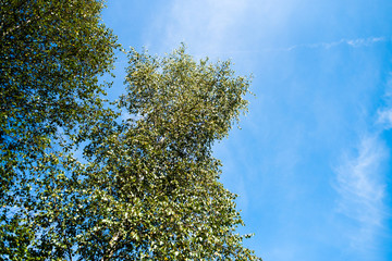In the summer forest