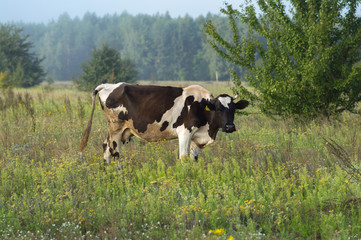 cows graze in the summer on the field on a sunny day and eat green grass alfalfa clover