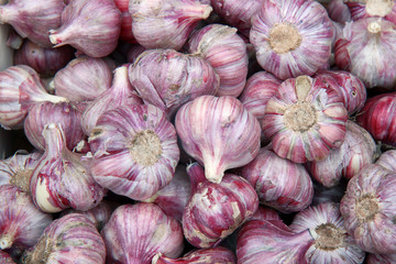 fresh garlic on the market