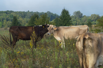 cows graze in the summer on the field on a sunny day and eat green grass alfalfa clover