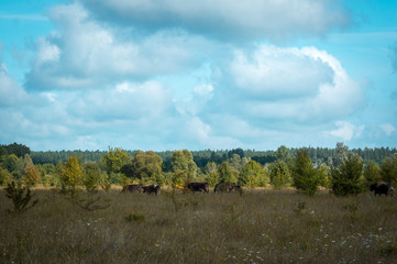 Obraz premium cows graze in the summer on the field on a sunny day and eat green grass alfalfa clover
