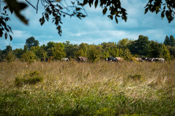 cows graze in the summer on the field on a sunny day and eat green grass alfalfa clover