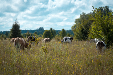 cows graze in the summer on the field on a sunny day and eat green grass alfalfa clover
