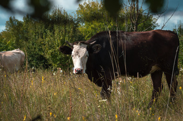 cows graze in the summer on the field on a sunny day and eat green grass alfalfa clover