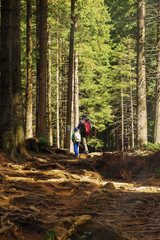 Father and son tourists climb a mountain forest trail. Family outdoor activities concept. Carpathian mountains.