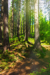 Fototapeta na wymiar Forest mountain trail passes through a spruce forest, twined with tree roots. Designation of a tourist route. Beautiful summer landscape.