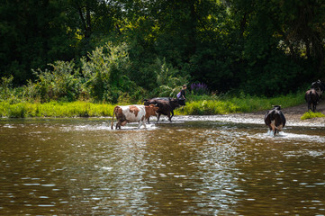 Obraz na płótnie Canvas cows graze in the summer on the field on a sunny day and eat green grass alfalfa clover